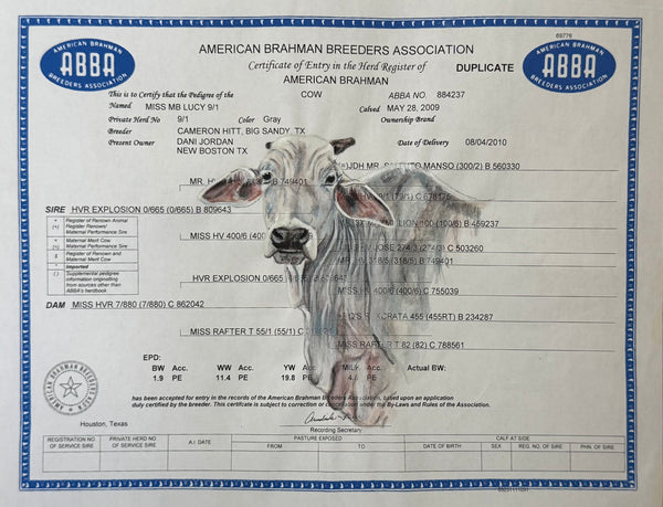Cattle/ Show Cow Registration Portrait