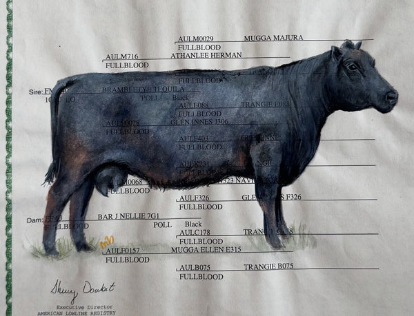 Cattle/ Show Cow Registration Portrait